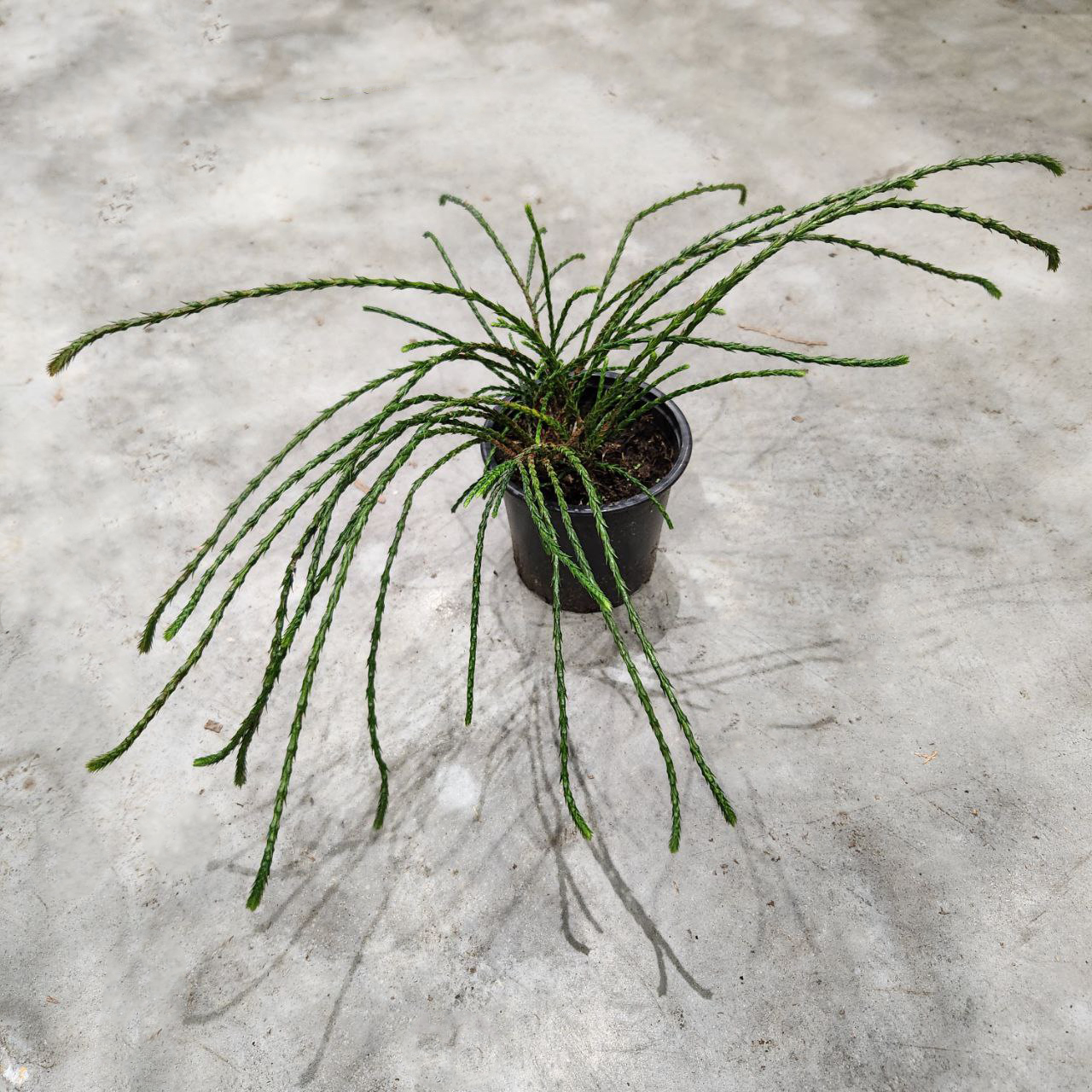 Туя западная Випкорд